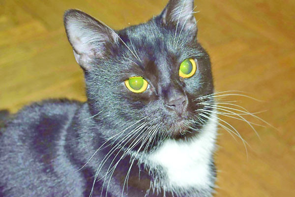 বিড়াল হত্যায় কি ৫ কোটি মৃত্যু!