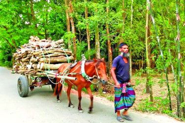 পদ্মার চরাঞ্চলে ভরসা ঘোড়ার গাড়ি