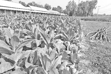 বাড়ছে তামাক চাষ ঝুঁকিতে জনস্বাস্থ্য