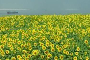 টাঙ্গাইলে চরাঞ্চলে সূর্যমুখী চাষে সাফল্য, কৃষকের মুখে হাসি