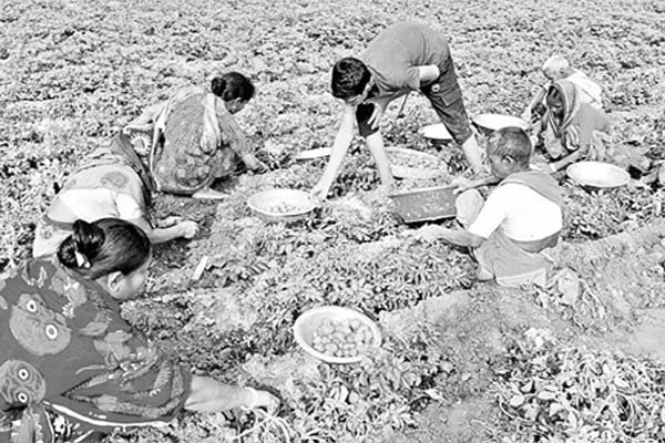 মিলছে না আলুর দাম