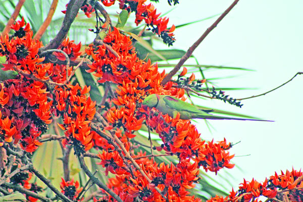 ঋতুরাজ বসন্তকে স্বাগত