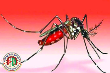 মশায় অতিষ্ঠ নগরবাসী