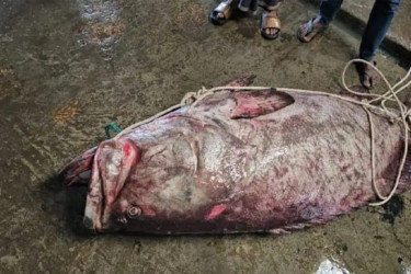 ২০০ কেজির বিরল বোল মাছ, আড়াই লাখ টাকায় বিক্রি