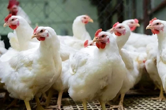ব্রয়লারের কেজি ২৩০, সপ্তাহের ব্যবধানে দাম বাড়ল ৫০ টাকা