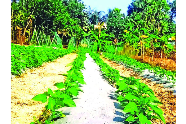 মালচিং পদ্ধতিতে সাফল্য