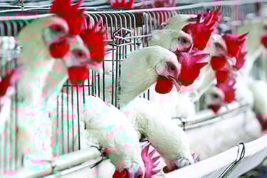 দাদনে নিঃস্ব প্রান্তিক পোলট্রি শিল্প