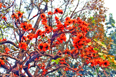 ক্ষণিক সৌন্দর্যের অনন্ত আলো