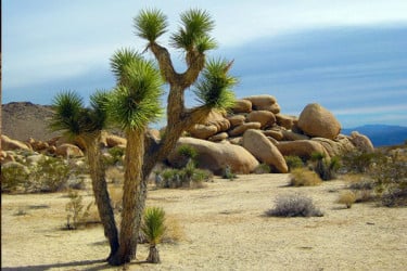 আজব বৃক্ষ ‘জোশুয়া’