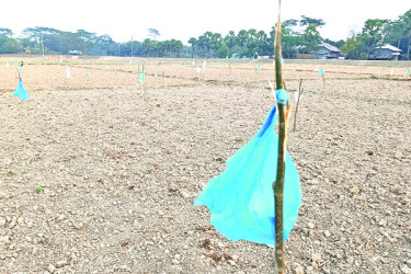 পাখি তাড়াতে ভিন্ন পদ্ধতি