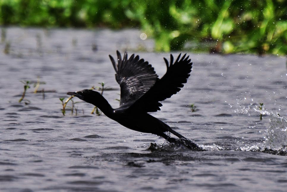 হারিয়ে যাচ্ছে জলাশয়ের পরিচিত পাখি পানকৌড়ি