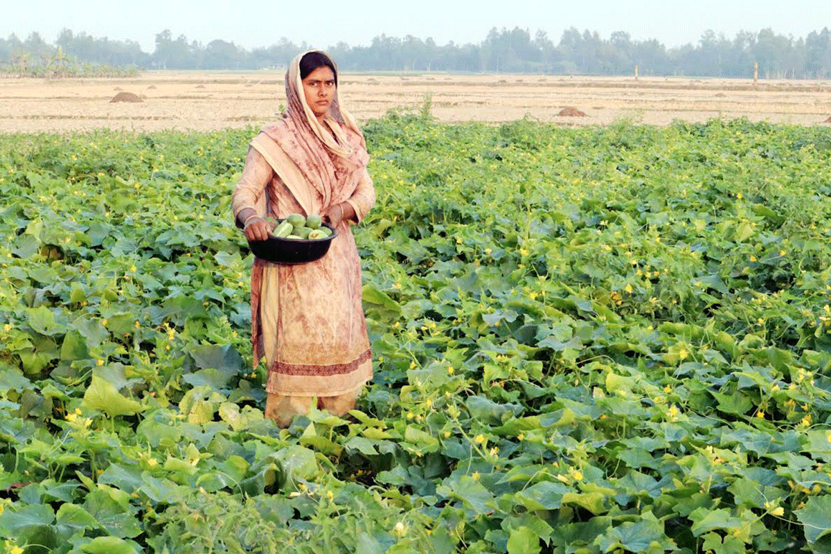 রমজানের শুরু থেকেই খিরার আশানুরূপ দাম, চাষিদের মুখে হাসি