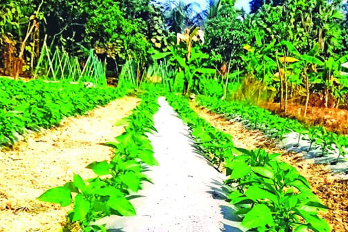 মালচিং পদ্ধতিতে সাফল্য