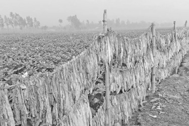 বাড়ছে তামাক চাষ, উদ্বেগ খাদ্যনিরাপত্তায়