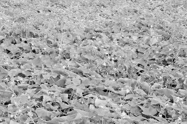 খিরা চাষিদের মুখে হাসি