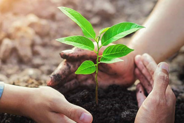 প্রাথমিক শিক্ষার্থীদের দিয়ে পাঁচ বছরে ৫ কোটি গাছ লাগানোর উদ্যোগ