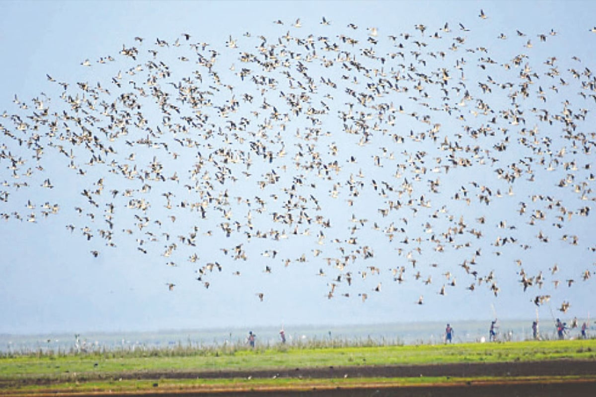 হাকালুকি হাওরে জলচর পাখির সংখ্যা বেড়েছে