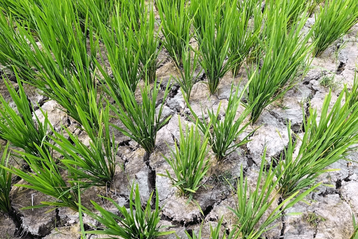 বিশ্বনাথে পানির অভাবে ফসলের জমি ফেটে চৌচির