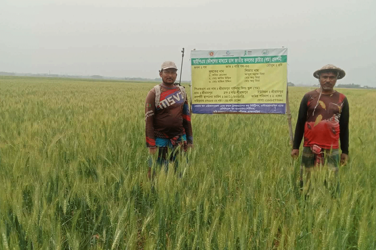 ব্রাহ্মণবাড়িয়ায় পতিত জমিতে বেড়েছে গমের আবাদ