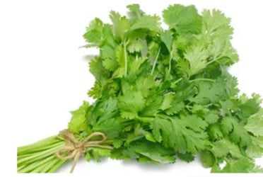 ধনে পাতা খান নিয়মিত, জানেন কী হবে?