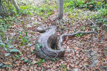 সুন্দরবন থেকে লোকালয়ে এসে কৃষকের আস্ত ছাগল গিলে ফেলল অজগর