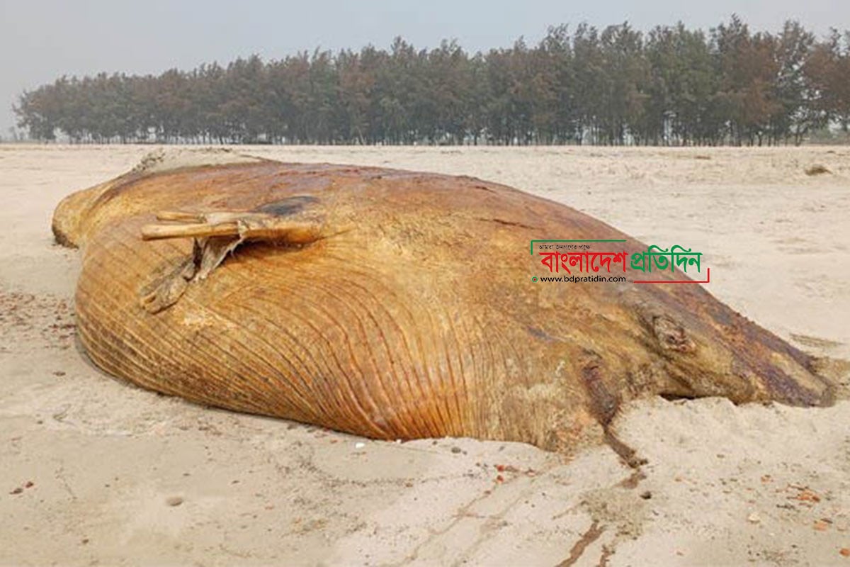 কুতুবদিয়ার সৈকতে পাঁচ দিন ধরে পড়ে আছে মৃত তিমি