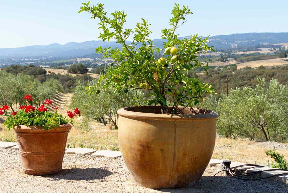 শখের বাগানে টবে লাগাতে পারেন যে ৩ ফলের গাছ