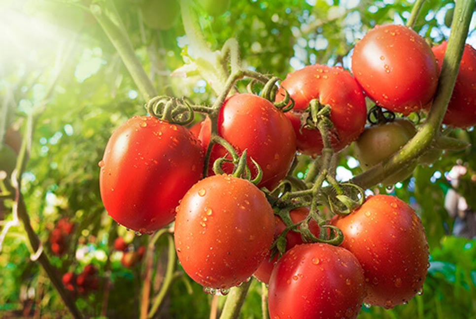 টমেটো শরীরের জন্য কতটা উপকারী?