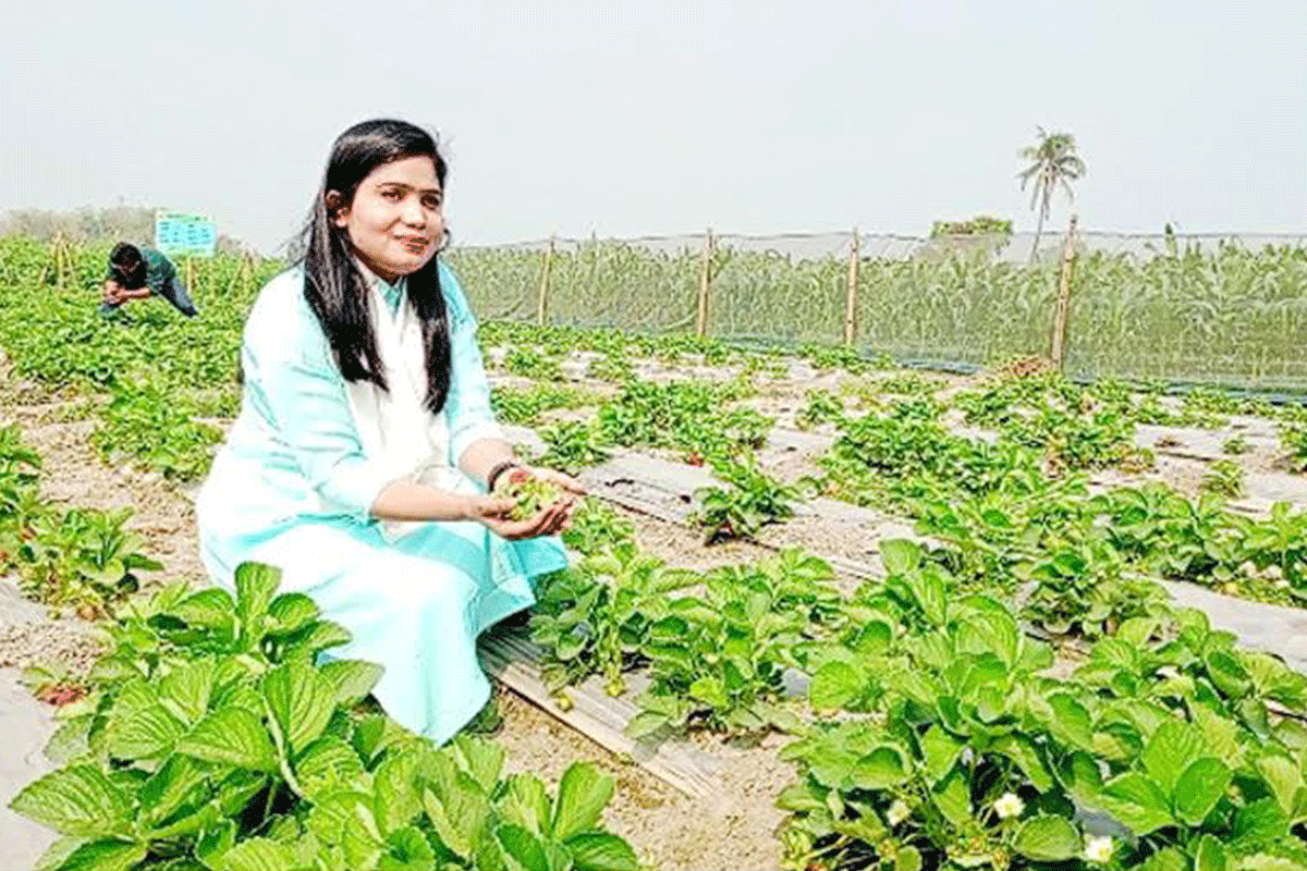 মালচিং পদ্ধতিতে স্ট্রবেরি চাষ করে সফল চার তরুণ
