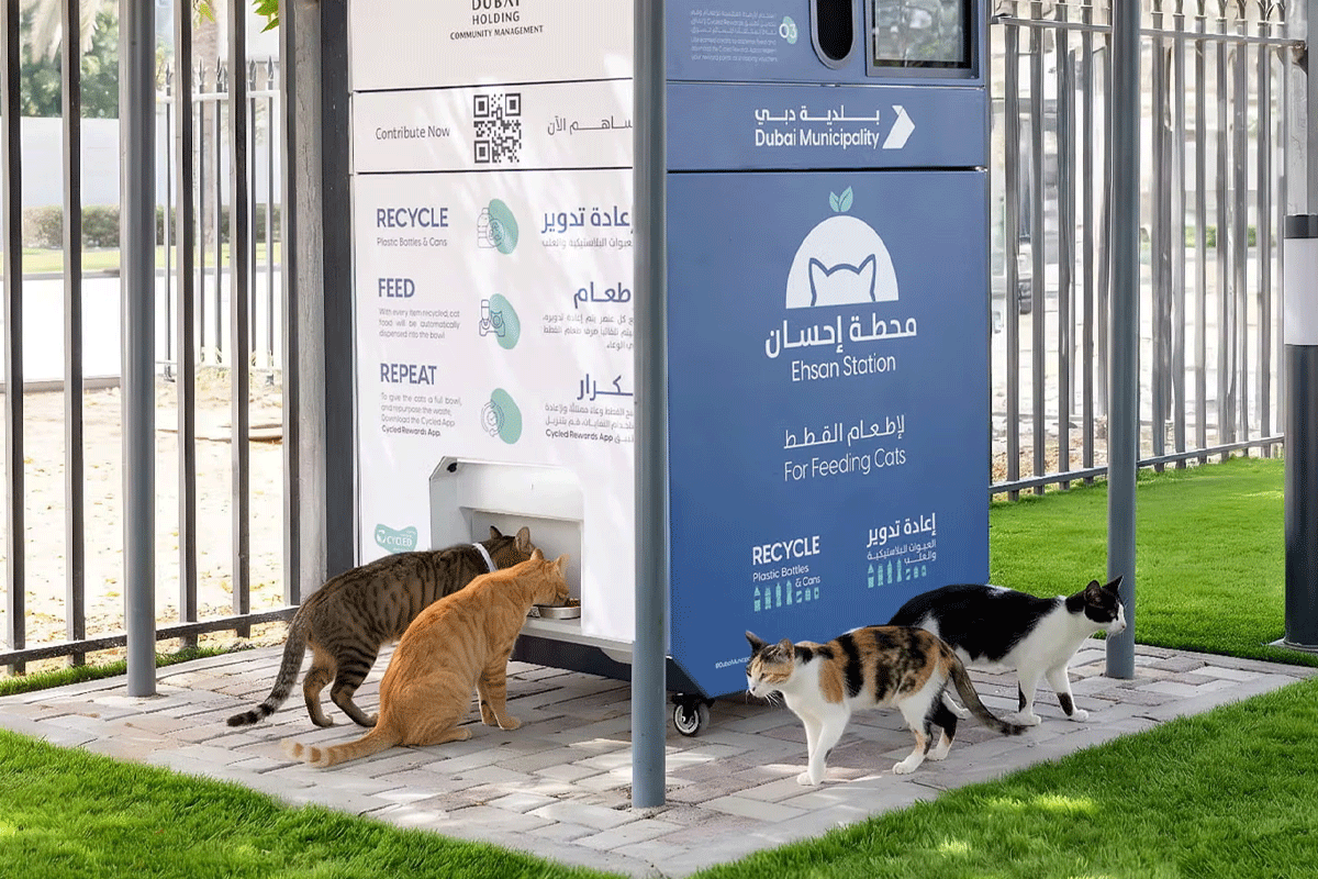 দুবাই ছাড়ছেন মানুষ, রাস্তায় পড়ে থাকছে হাজারো পোষা প্রাণী