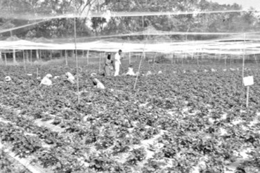 বাড়ছে কৃষি উদ্যোক্তা