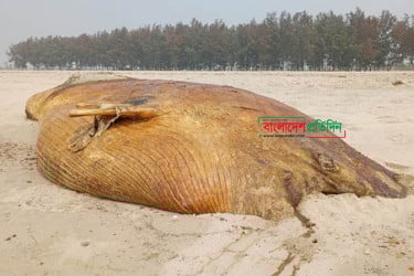 কুতুবদিয়ার সৈকতে পাঁচ দিন ধরে পড়ে আছে মৃত তিমি