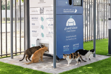 দুবাই ছাড়ছেন মানুষ, রাস্তায় পড়ে থাকছে হাজারো পোষা প্রাণী