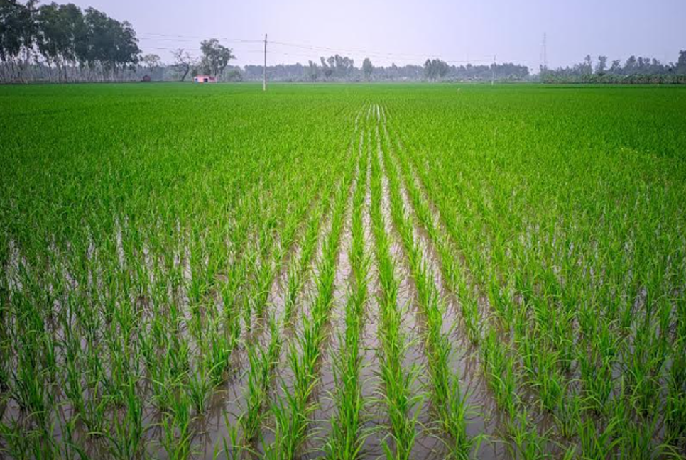 চার মাস পর বৃষ্টিতে স্বস্তি, রংপুরে বোরো চাষিদের মুখে হাসি