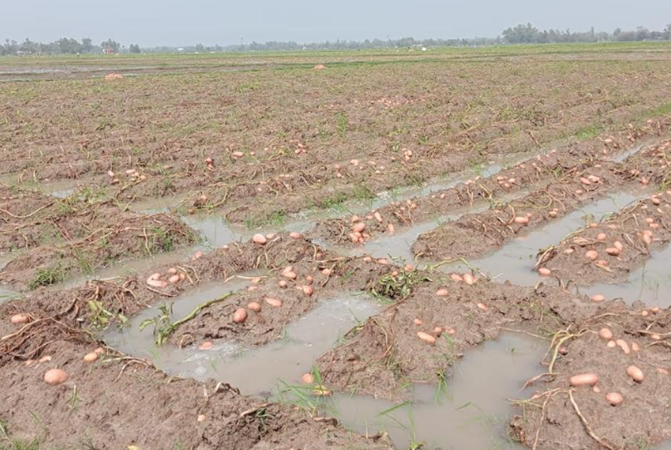 হঠাৎ বৃষ্টিতে কালাইয়ে তলিয়ে গেছে ফসলের মাঠ