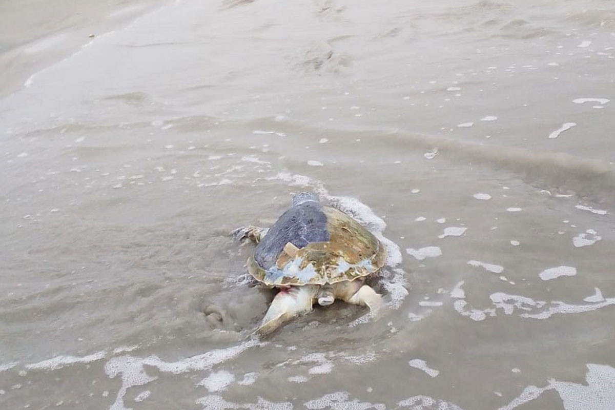 কুয়াকাটা সৈকতে ভেসে এলো বিরল প্রজাতির মৃত কচ্ছপ