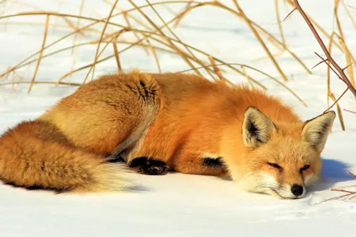 জাহাজে লুকিয়ে ইংল্যান্ড থেকে যুক্তরাষ্ট্রে শিয়াল