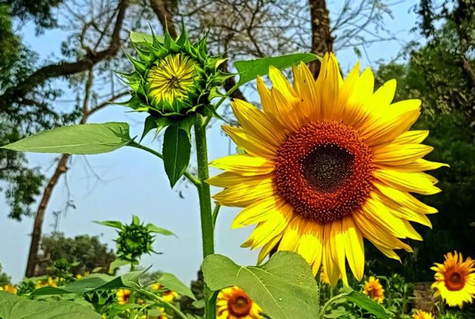 দিনাজপুরে সূর্যমুখী চাষে বাড়ছে কৃষকের আগ্রহ