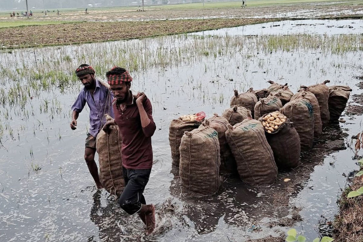 টানা বৃষ্টিতে গোবিন্দগঞ্জে পানির নিচে ৪০ বিঘা আলুর ক্ষেত, ক্ষতির শঙ্কায় কৃষক
