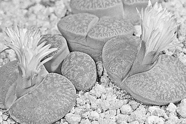 যে পাথরে ফুল ফোটে!