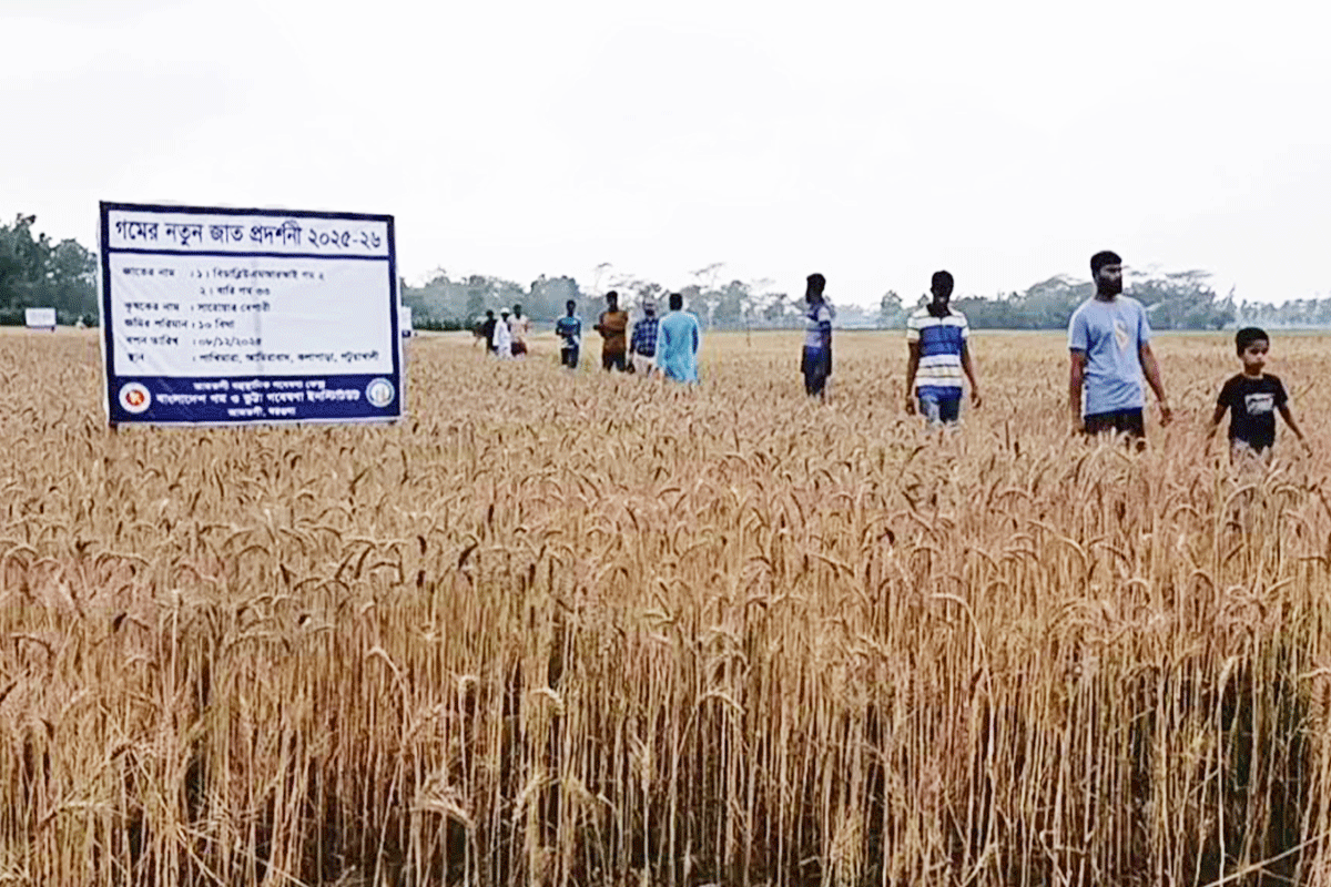 লবণাক্ত জমিতে গমের বাম্পার ফলন, গবেষণা শুরু