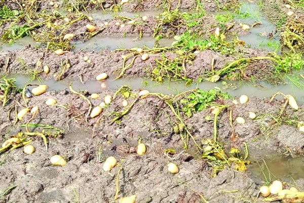 বৃষ্টিতে ডুবেছে খেত দুশ্চিন্তায় কৃষক