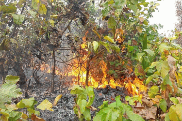 আগুনে ধ্বংস হচ্ছে ভাওয়ালের গজারি বন