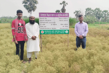 ভাঙ্গায় প্রথম জিরা চাষ, ফলনে খুশি কৃষক