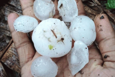 বিশ্বনাথে হঠাৎ শিলাবৃষ্টিতে ব্যাপক ক্ষয়ক্ষতি