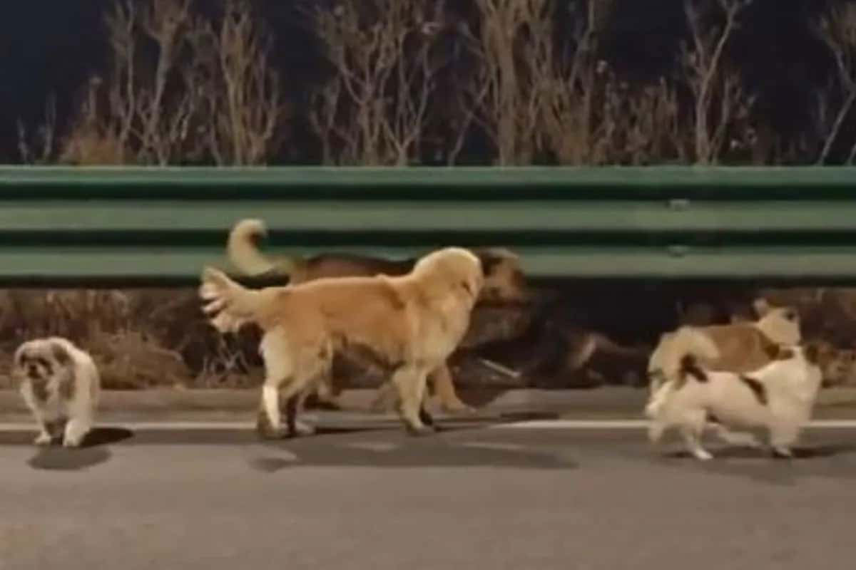 ১৭ কিলোমিটার হেঁটে বাড়ি ফিরল নিখোঁজ ৭ কুকুর, ভিডিও ভাইরাল