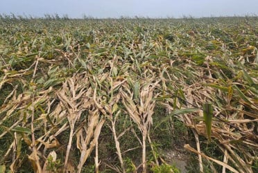 শিলাবৃষ্টি-ঝড়ে কিশোরগঞ্জে ফসলের ক্ষতি