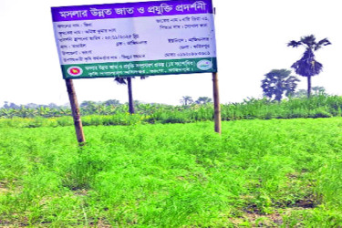 ভাঙ্গায় প্রথম জিরা চাষে সফলতা