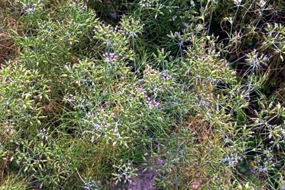 এবার জিরা চাষের সাফল্যে কৃষকের মুখে হাসি, অনেকেই চাষে আগ্রহী