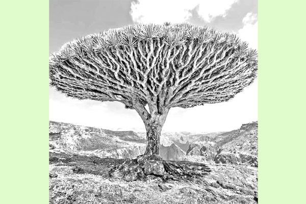 গাছের ভিতরে ড্রাগনের রক্ত!